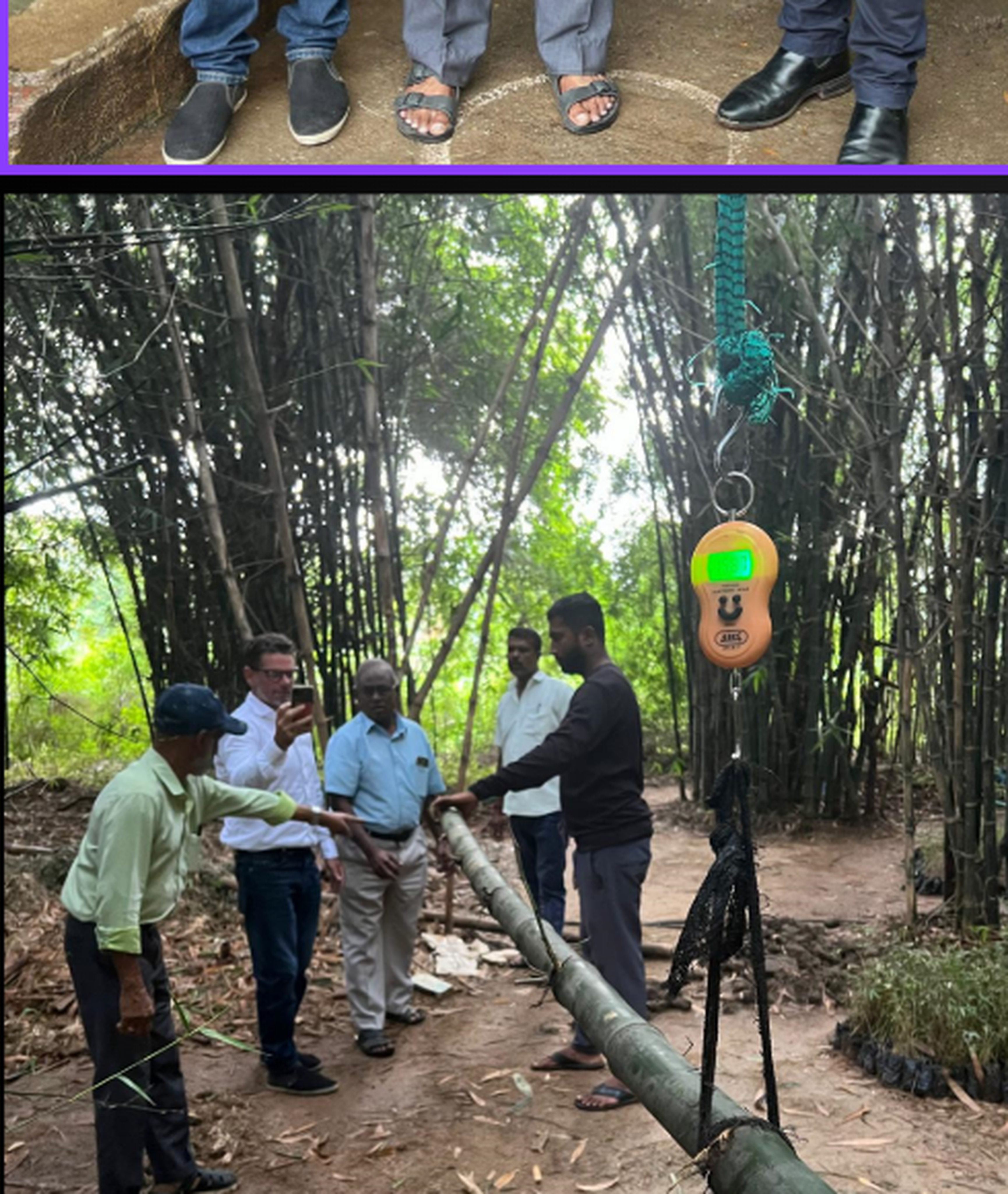 Company team weighing a bamboo culm in a grove